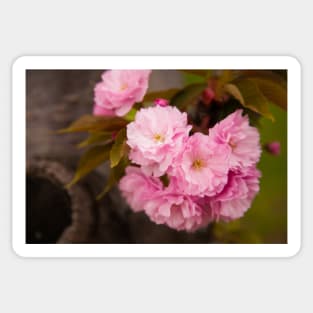 Cherry Blossoms in Bloom in New York City Sticker